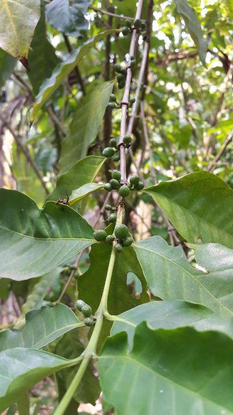 Sahakari Spice Farm - Download Goa Photos